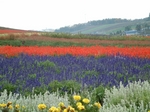 DSCF5161.jpg